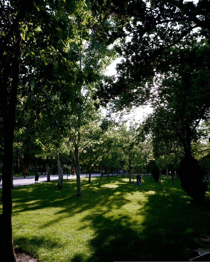 Prato verde alberato in un parco cittadino